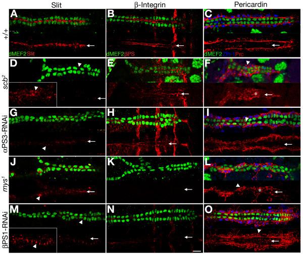 https://cdn.ncbi.nlm.nih.gov/pmc/blobs/5ff7/3305622/1a62728f3fd8/1471-213X-12-8-1.jpg