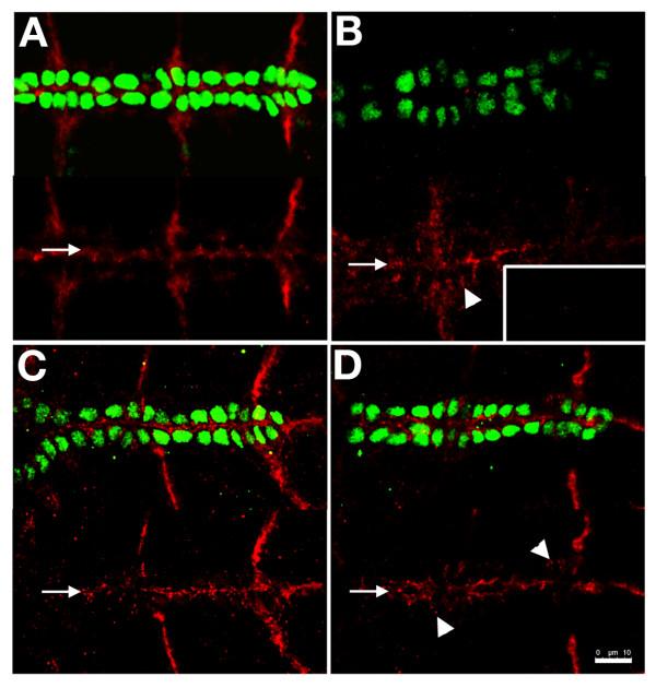 https://cdn.ncbi.nlm.nih.gov/pmc/blobs/5ff7/3305622/a60e717ff2bd/1471-213X-12-8-3.jpg
