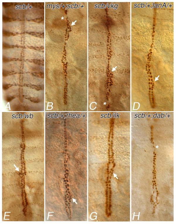 https://cdn.ncbi.nlm.nih.gov/pmc/blobs/5ff7/3305622/bd3d67451d41/1471-213X-12-8-7.jpg