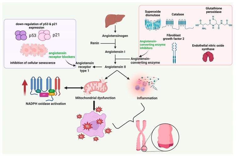 https://cdn.ncbi.nlm.nih.gov/pmc/blobs/5ffa/11276808/f40901386aa0/ijms-25-07694-g003.jpg