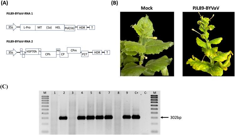 https://cdn.ncbi.nlm.nih.gov/pmc/blobs/5ffa/11736398/20293e585647/gr1.jpg