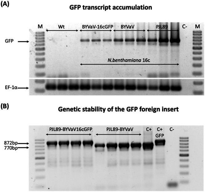https://cdn.ncbi.nlm.nih.gov/pmc/blobs/5ffa/11736398/aac252f46471/gr3.jpg
