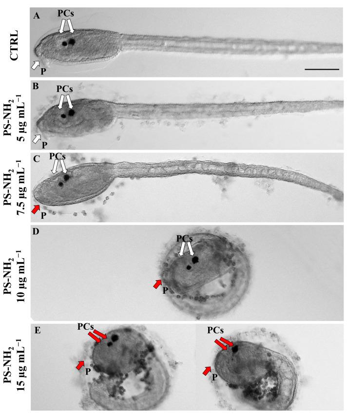 https://cdn.ncbi.nlm.nih.gov/pmc/blobs/5ffb/11755549/8d40540e2215/jox-15-00010-g002.jpg