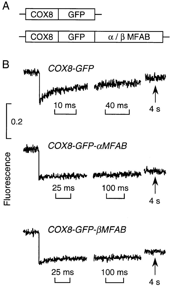 https://cdn.ncbi.nlm.nih.gov/pmc/blobs/5ffb/2141758/2557ef2582ef/JCB29439.f5.jpg