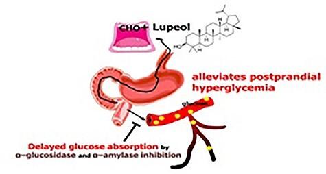 https://cdn.ncbi.nlm.nih.gov/pmc/blobs/5ffc/8201585/b3db4296b699/tfab019ga.jpg