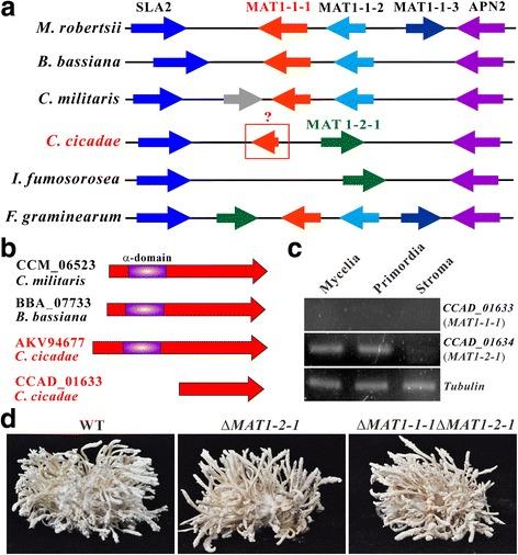 https://cdn.ncbi.nlm.nih.gov/pmc/blobs/6007/5577849/e9c766aa93cc/12864_2017_4060_Fig3_HTML.jpg