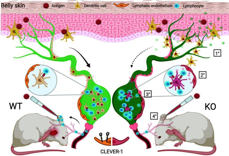https://cdn.ncbi.nlm.nih.gov/pmc/blobs/6009/7970002/4506a4c2d775/fimmu-12-602122-g008.jpg