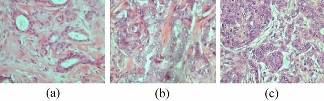 https://cdn.ncbi.nlm.nih.gov/pmc/blobs/600e/10665422/5a3ee2875678/41598_2023_46619_Fig3_HTML.jpg
