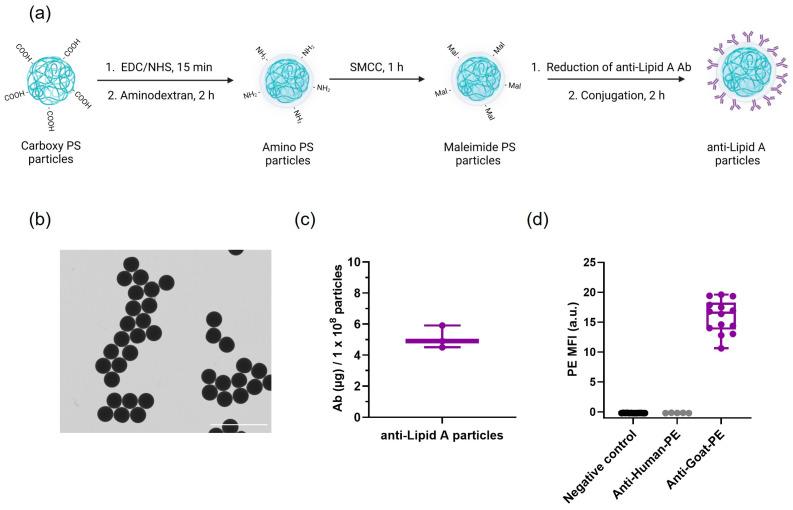 https://cdn.ncbi.nlm.nih.gov/pmc/blobs/600f/10531372/8fa0d544f652/ijms-24-13971-g001.jpg