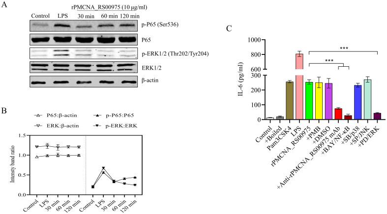 https://cdn.ncbi.nlm.nih.gov/pmc/blobs/600f/11518796/c3561c23aa98/fcimb-14-1469304-g004.jpg
