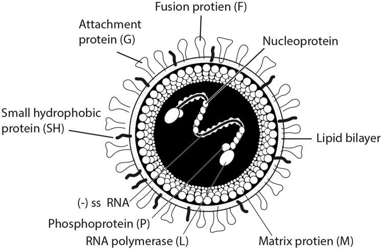 https://cdn.ncbi.nlm.nih.gov/pmc/blobs/600f/7126805/6386c0b5a8f8/gr1_lrg.jpg