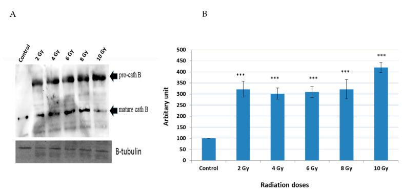 https://cdn.ncbi.nlm.nih.gov/pmc/blobs/6010/10671642/e68beea7c497/ijms-24-16146-g003.jpg