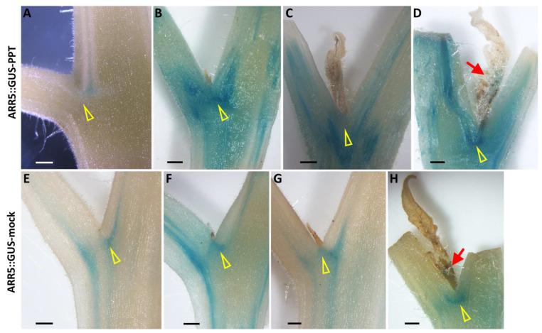 https://cdn.ncbi.nlm.nih.gov/pmc/blobs/6010/8836287/0fb5241f395b/ijms-23-01810-g006.jpg