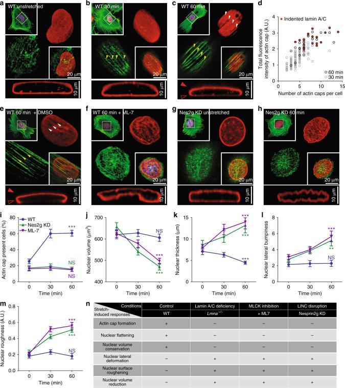 https://cdn.ncbi.nlm.nih.gov/pmc/blobs/6011/5730574/a4bc54ab1a51/41467_2017_2217_Fig4_HTML.jpg