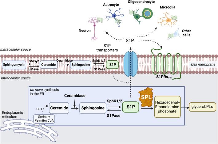 https://cdn.ncbi.nlm.nih.gov/pmc/blobs/6012/10657793/f843720baa21/12035_2023_3524_Fig1_HTML.jpg