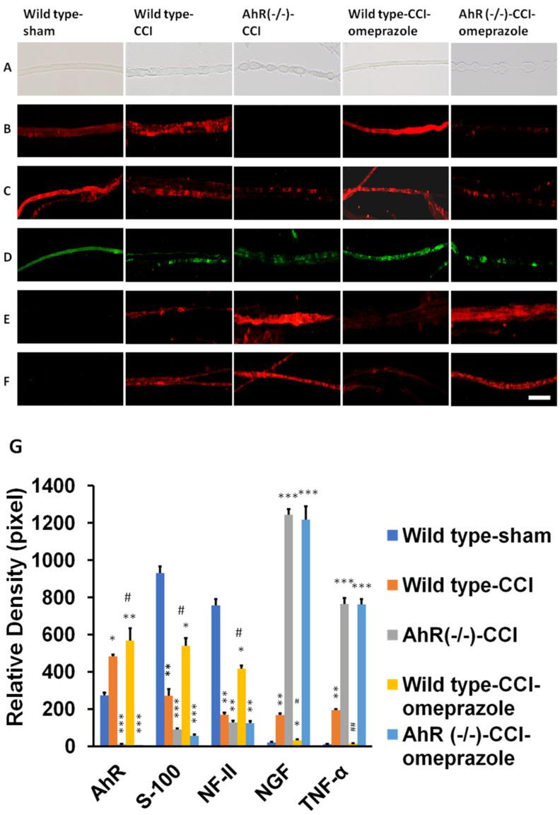 https://cdn.ncbi.nlm.nih.gov/pmc/blobs/6012/9570158/105eb367be71/ijms-23-11255-g002.jpg