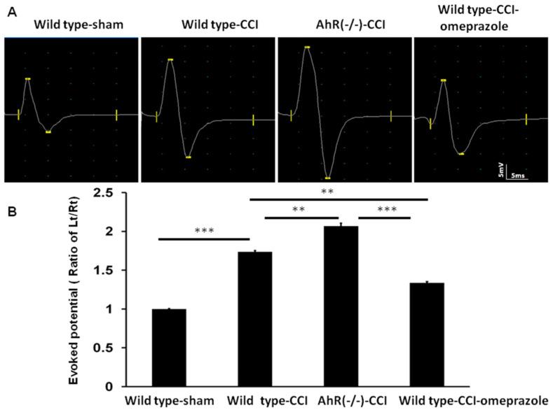 https://cdn.ncbi.nlm.nih.gov/pmc/blobs/6012/9570158/3fdce1da11af/ijms-23-11255-g010.jpg