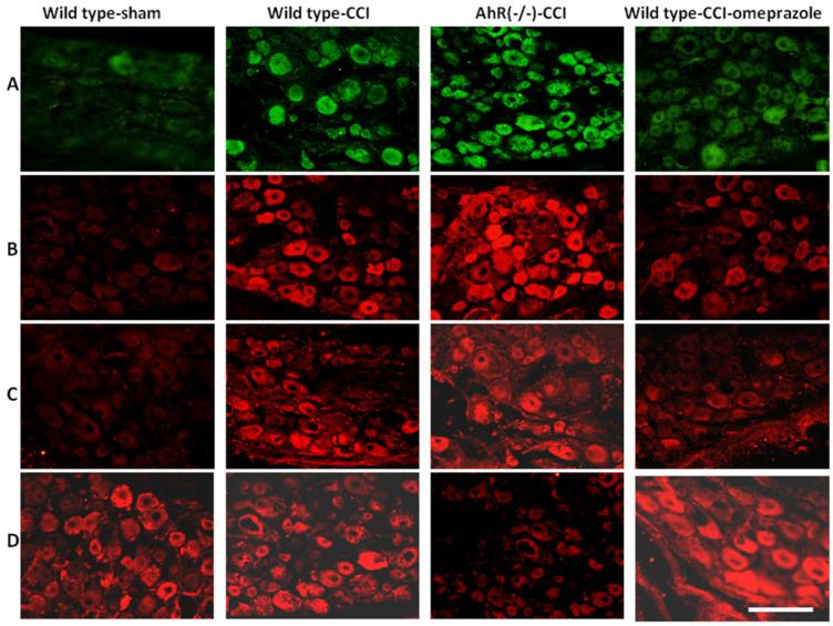 https://cdn.ncbi.nlm.nih.gov/pmc/blobs/6012/9570158/67430af29598/ijms-23-11255-g008.jpg