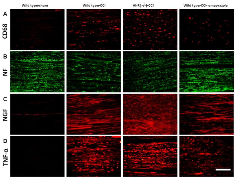 https://cdn.ncbi.nlm.nih.gov/pmc/blobs/6012/9570158/68a22caf8648/ijms-23-11255-g006.jpg