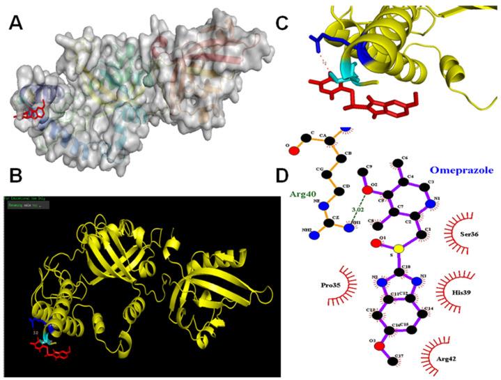 https://cdn.ncbi.nlm.nih.gov/pmc/blobs/6012/9570158/b8259264d6c8/ijms-23-11255-g003.jpg