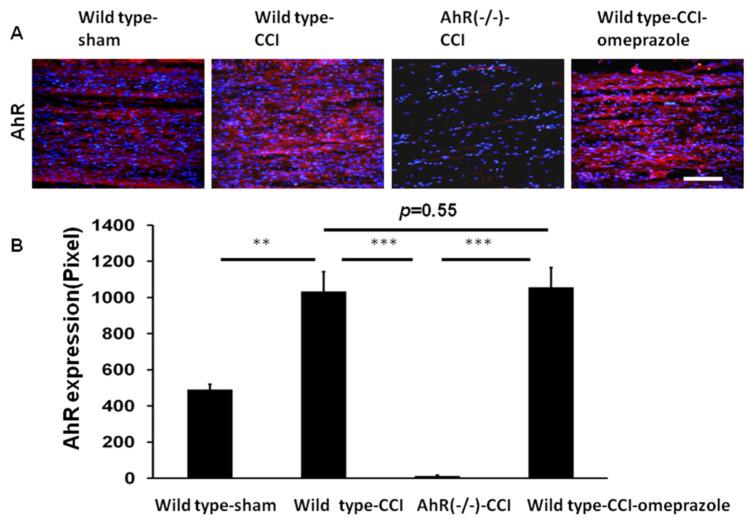 https://cdn.ncbi.nlm.nih.gov/pmc/blobs/6012/9570158/f7f9bef5797c/ijms-23-11255-g005.jpg