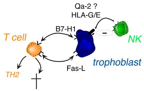 https://cdn.ncbi.nlm.nih.gov/pmc/blobs/6013/305337/2bf92b09d8f6/1477-7827-1-121-1.jpg