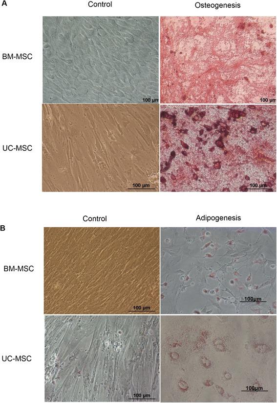 https://cdn.ncbi.nlm.nih.gov/pmc/blobs/6015/4425931/88baf8d23510/13287_2015_61_Fig2_HTML.jpg