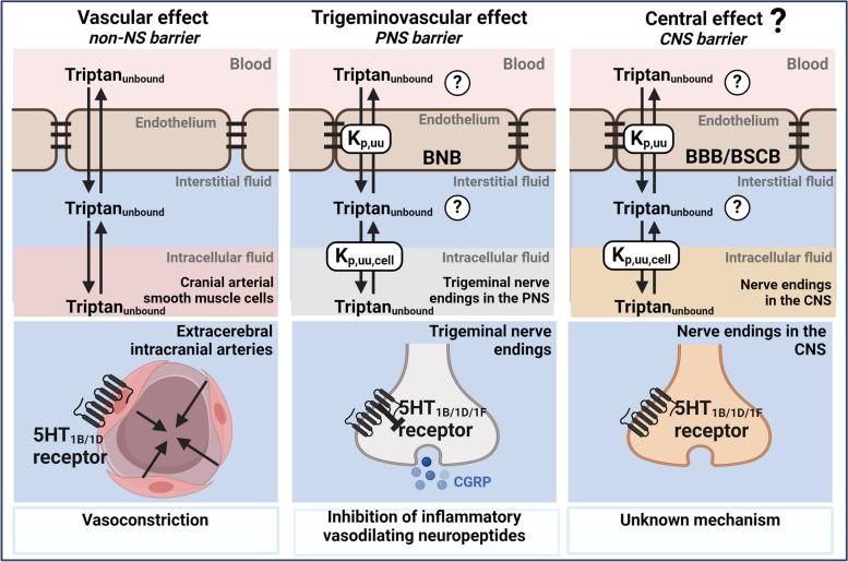 https://cdn.ncbi.nlm.nih.gov/pmc/blobs/6019/11523665/f135554145c7/10194_2024_1894_Fig1_HTML.jpg