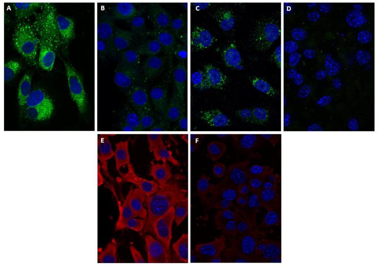 https://cdn.ncbi.nlm.nih.gov/pmc/blobs/6019/8402872/4d3317cfe23b/viruses-13-01437-g005.jpg