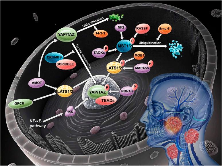 https://cdn.ncbi.nlm.nih.gov/pmc/blobs/601c/12141295/21d28973617e/fcell-13-1610471-g001.jpg