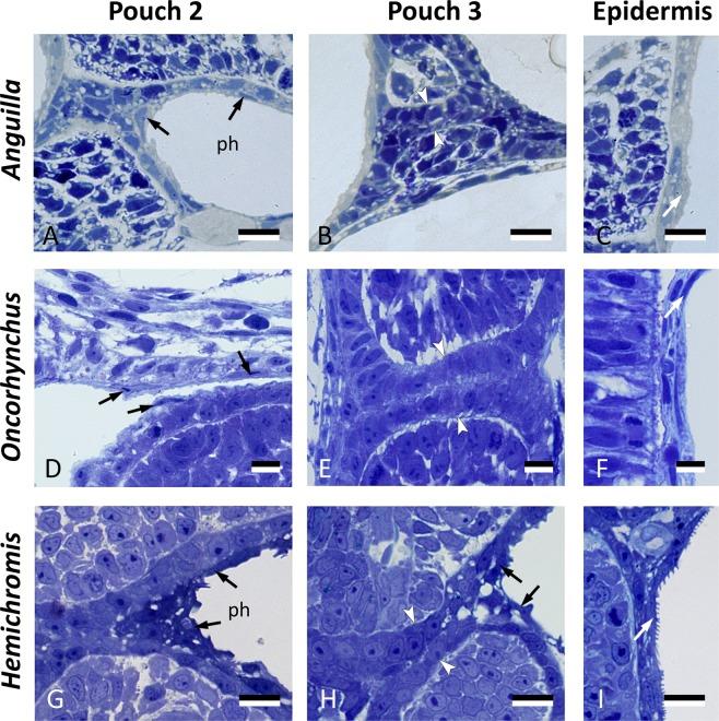 https://cdn.ncbi.nlm.nih.gov/pmc/blobs/601d/6626026/5556274ee5b8/41598_2019_46040_Fig6_HTML.jpg