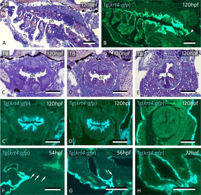 https://cdn.ncbi.nlm.nih.gov/pmc/blobs/601d/6626026/960a880273ae/41598_2019_46040_Fig5_HTML.jpg