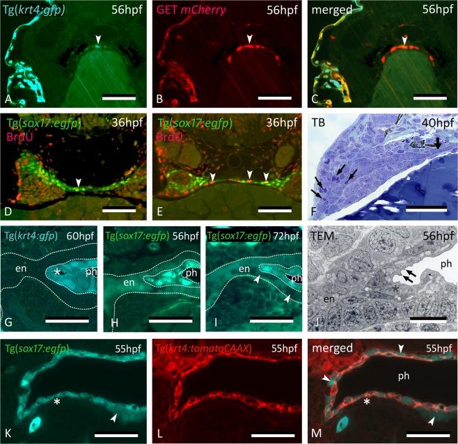 https://cdn.ncbi.nlm.nih.gov/pmc/blobs/601d/6626026/e9632a0d8ce1/41598_2019_46040_Fig4_HTML.jpg