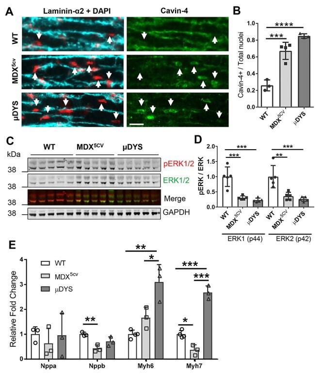 https://cdn.ncbi.nlm.nih.gov/pmc/blobs/6020/8255133/38e4abae60af/ddab133f5.jpg