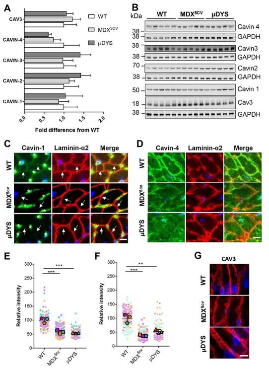 https://cdn.ncbi.nlm.nih.gov/pmc/blobs/6020/8255133/92cc6693c856/ddab133f4.jpg