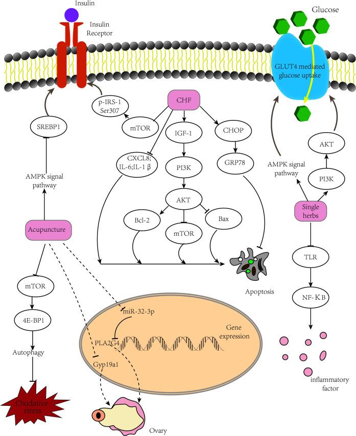 https://cdn.ncbi.nlm.nih.gov/pmc/blobs/6022/10228207/fa795956e490/fendo-14-956772-g001.jpg