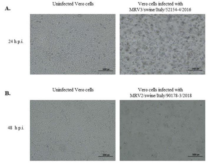 https://cdn.ncbi.nlm.nih.gov/pmc/blobs/6022/7290992/96b760ec2dff/viruses-12-00574-g001.jpg