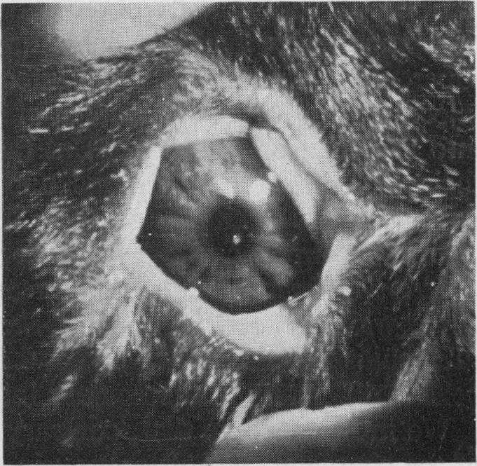 https://cdn.ncbi.nlm.nih.gov/pmc/blobs/6023/1323874/c71517a3934c/brjopthal01150-0029-b.jpg