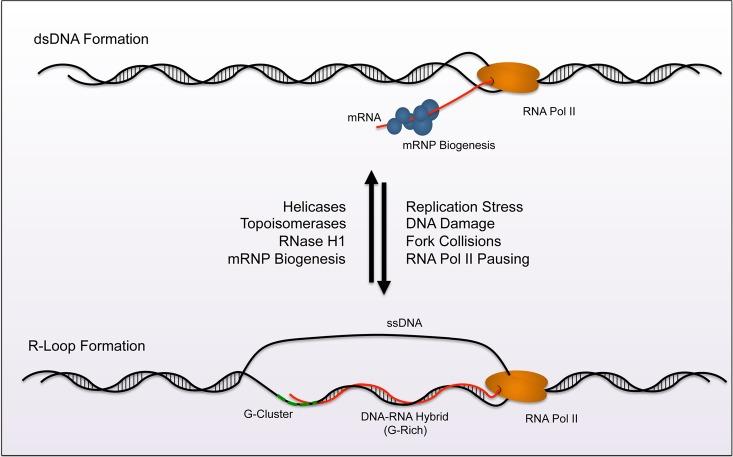 https://cdn.ncbi.nlm.nih.gov/pmc/blobs/6025/6551709/ee119282db8f/ces-03-038-g001.jpg
