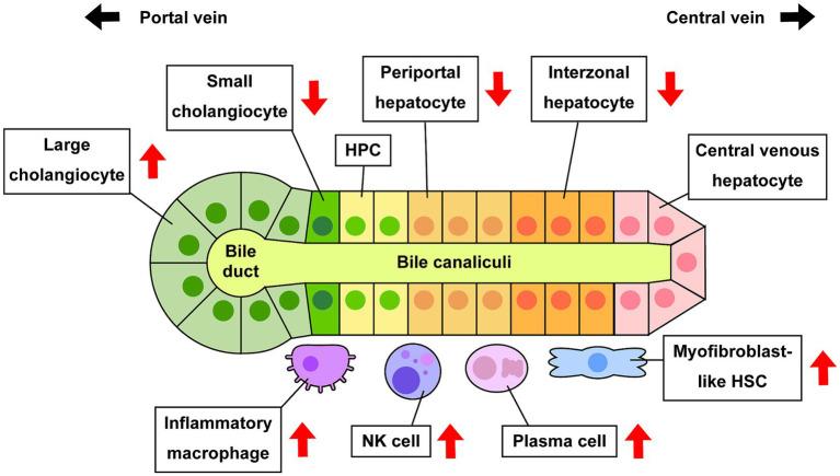 https://cdn.ncbi.nlm.nih.gov/pmc/blobs/6028/11138208/513702236f25/fmed-11-1327973-g007.jpg
