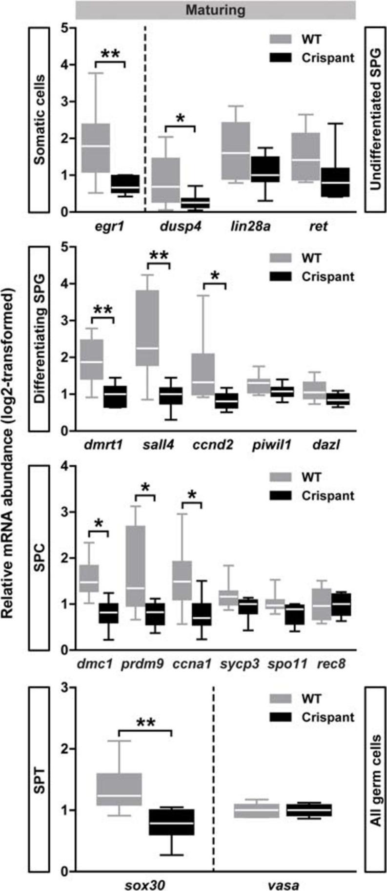 https://cdn.ncbi.nlm.nih.gov/pmc/blobs/6028/8087537/27de198c615e/fcell-09-657192-g005.jpg