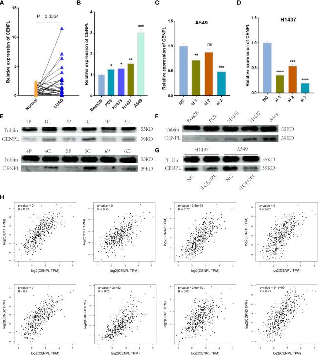 https://cdn.ncbi.nlm.nih.gov/pmc/blobs/602f/9279617/01f0c473cd17/fimmu-13-916594-g009.jpg