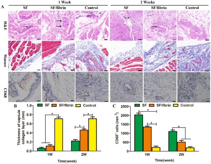 https://cdn.ncbi.nlm.nih.gov/pmc/blobs/6031/10873321/07a85bd8a121/41598_2024_54638_Fig8_HTML.jpg