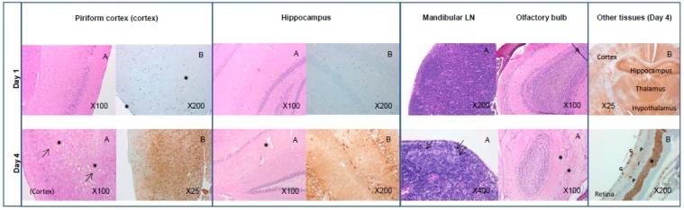 https://cdn.ncbi.nlm.nih.gov/pmc/blobs/6034/5537655/d066d0212b46/viruses-09-00163-g004.jpg