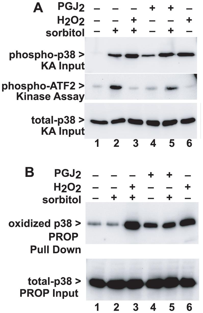 https://cdn.ncbi.nlm.nih.gov/pmc/blobs/6039/2981573/1987f0350a90/pone.0015012.g004.jpg