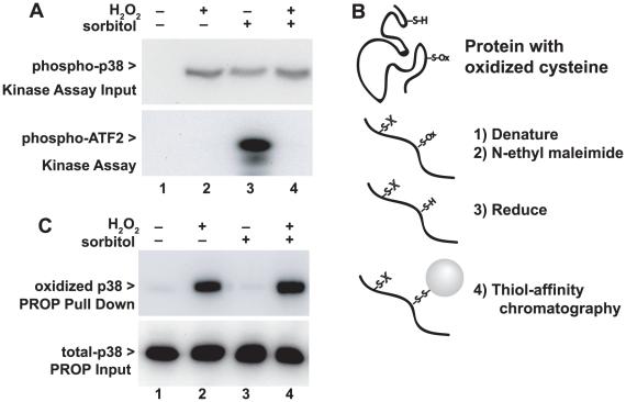 https://cdn.ncbi.nlm.nih.gov/pmc/blobs/6039/2981573/9d37ff4f5c12/pone.0015012.g001.jpg