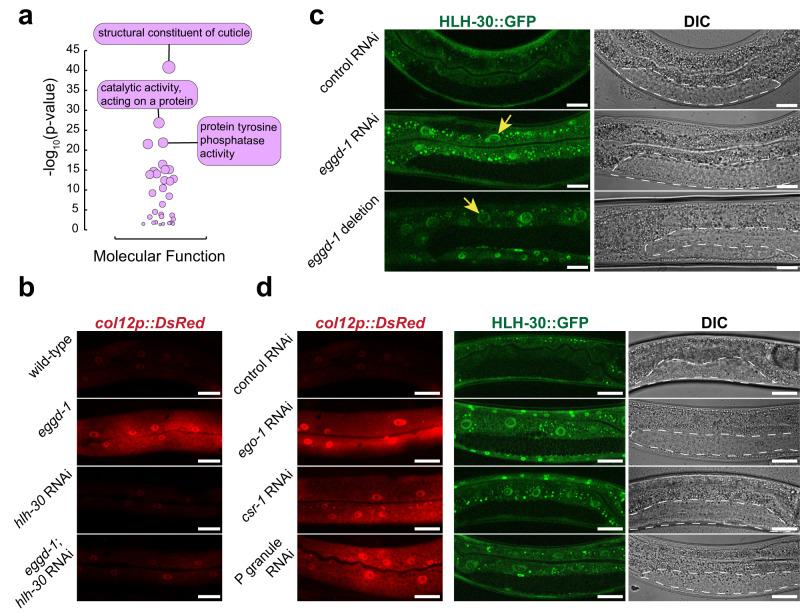https://cdn.ncbi.nlm.nih.gov/pmc/blobs/603a/10520050/0d3cc9836e83/41467_2023_41556_Fig6_HTML.jpg