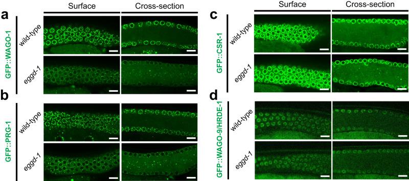 https://cdn.ncbi.nlm.nih.gov/pmc/blobs/603a/10520050/86a7b91a1684/41467_2023_41556_Fig3_HTML.jpg
