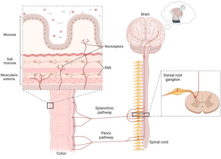 https://cdn.ncbi.nlm.nih.gov/pmc/blobs/603b/11513802/9591ba4d39a5/gr2.jpg