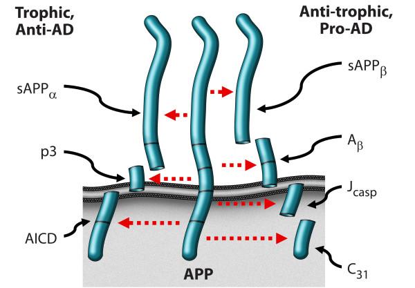 https://cdn.ncbi.nlm.nih.gov/pmc/blobs/6040/2709109/26bc09a339b5/1750-1326-4-27-3.jpg